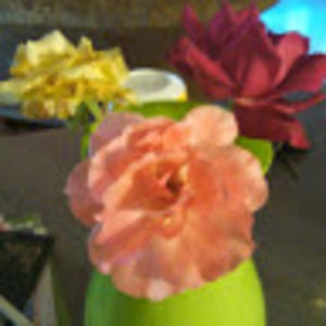 Meet your Posher, Donna